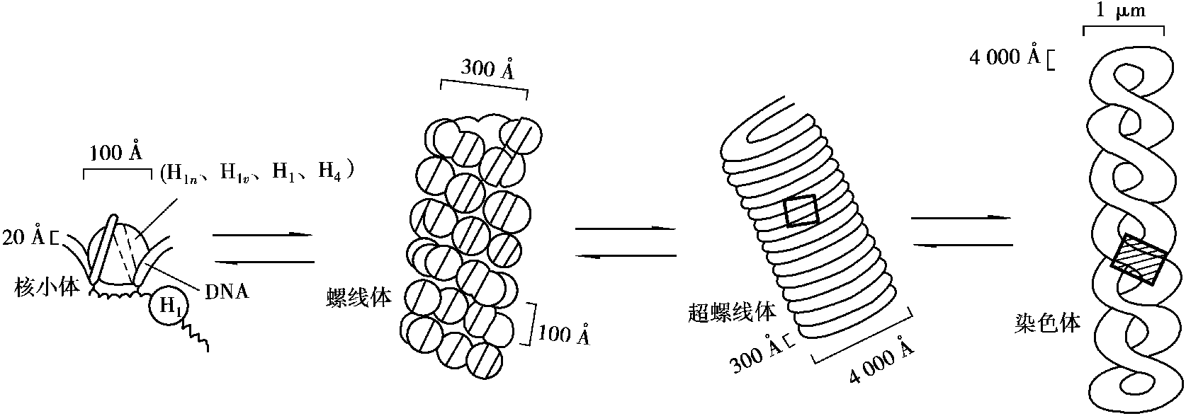 1.2 染色体